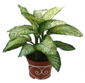 Dieffenbachia Mediana